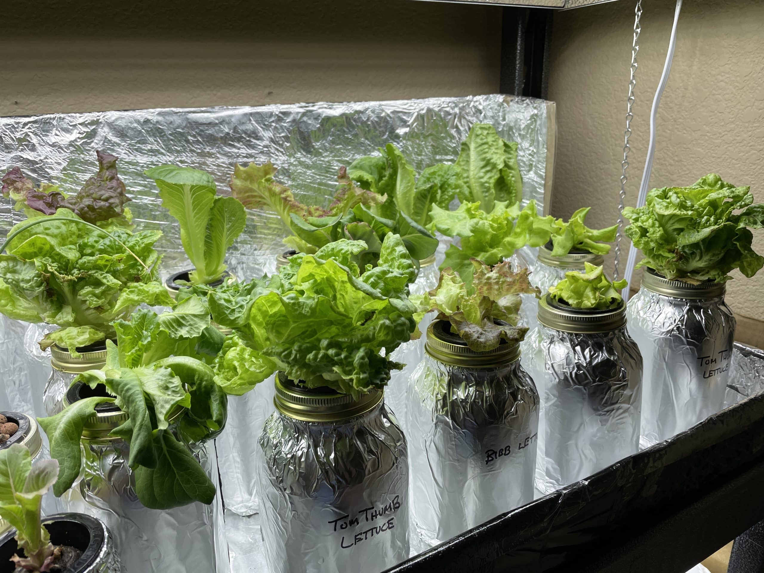 The Kratky method of hydroponic gardeneing