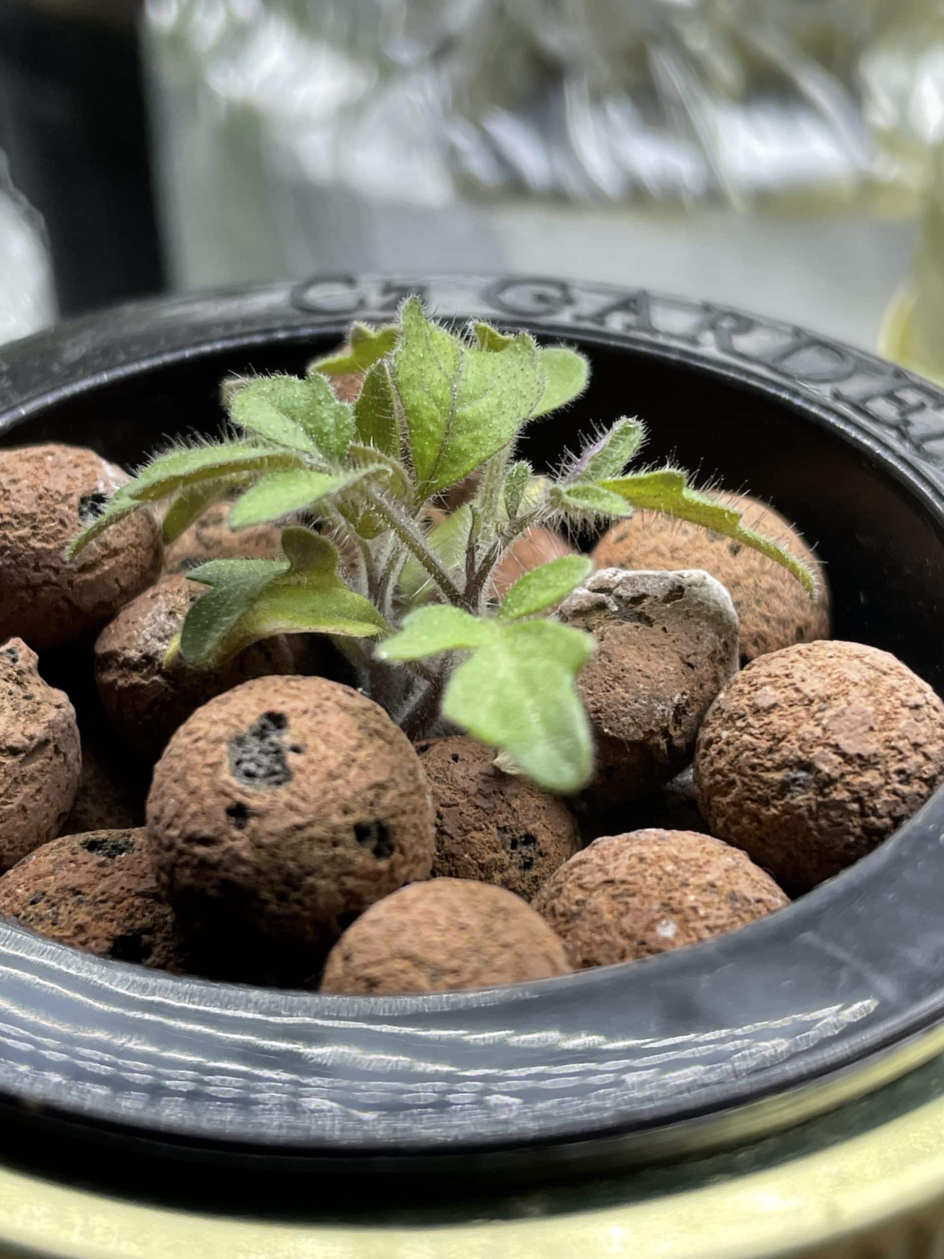 Clay Pebbles - a common growing medium for hydroponics - with a small tomato plant growing.