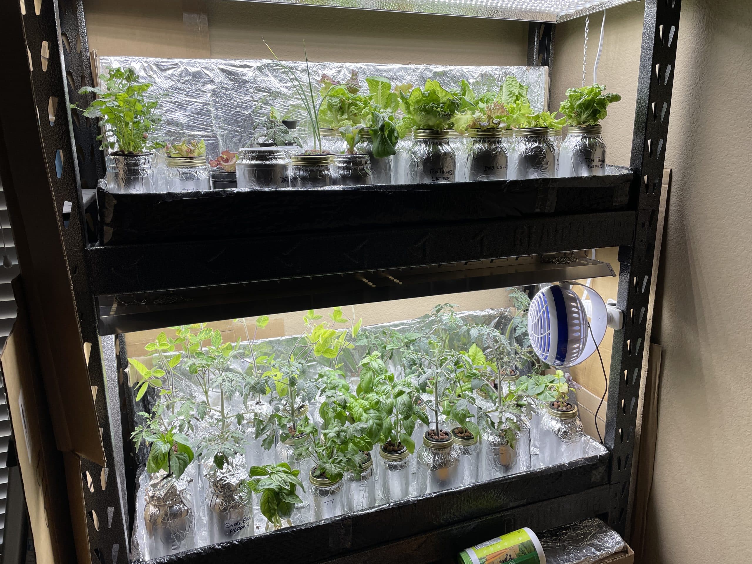 Kratky indoor garden growing lettuce and salad fixings.