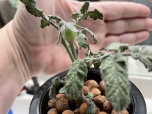 Kratky Tomatoes Grown in Mason Jars Indoors - Hydroponic Tomatoes Grow Well in the Kratky Method of Hydroponics