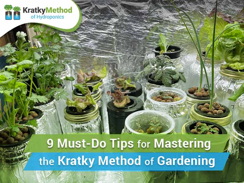 9 Must-Do Tips for Mastering the Kratky Method of Gardening
