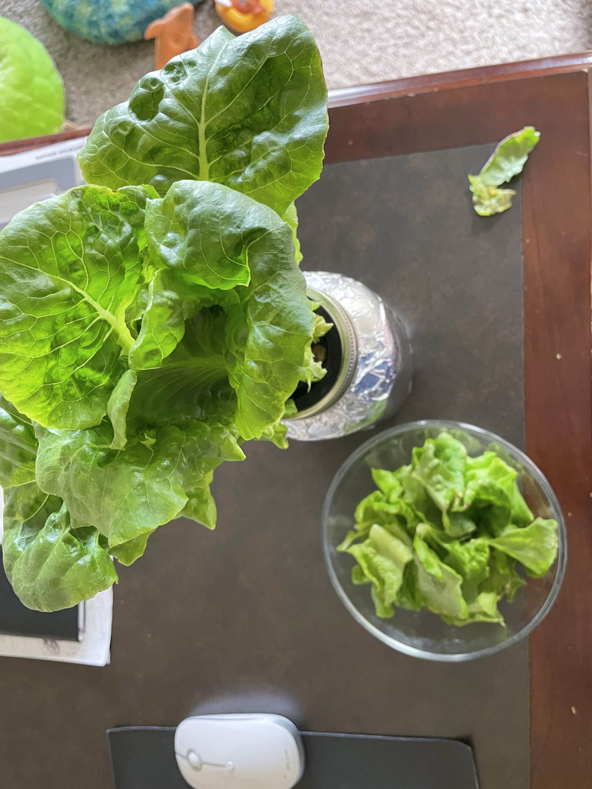 Kratky Hydroponic Glass Container Mason Jars - growing in a jar