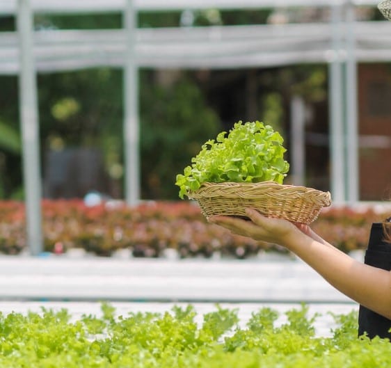 Hydroponic gardening Kratky - Lettuce