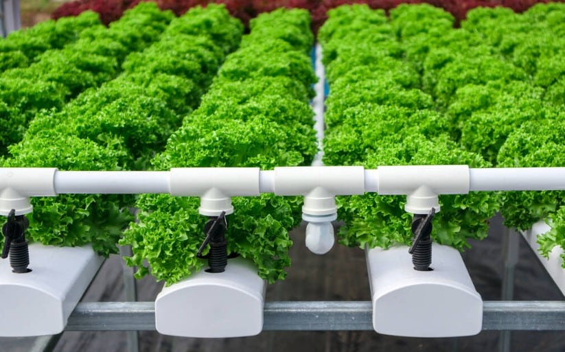 Hydroponic nutrient solutions