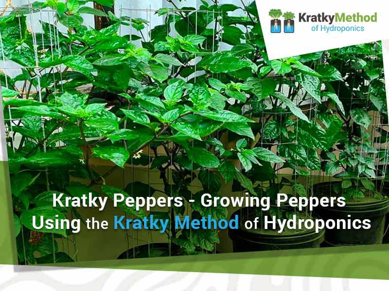 Kratky Peppers – Growing peppers using the Kratky method of hydroponics.