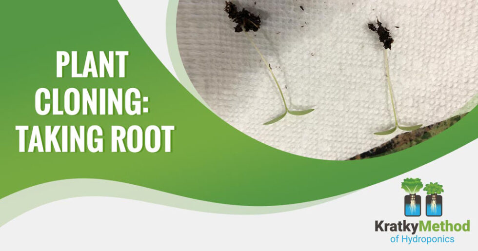 Blog Kratky Method of Hydroponics Simplified Master the Art of