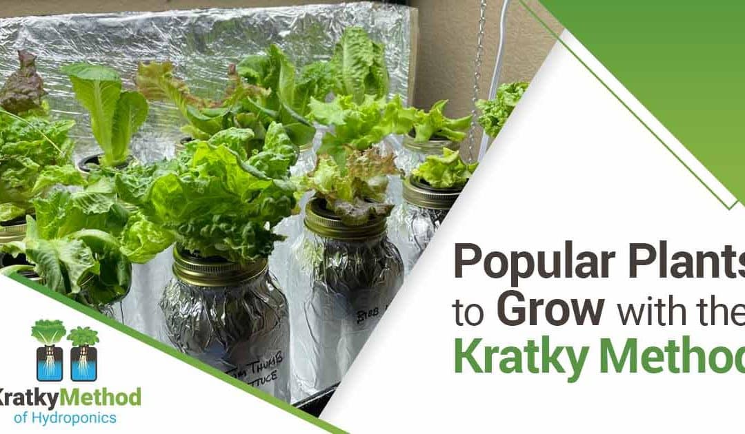 Popular Plants to grow with the kratky method-v2