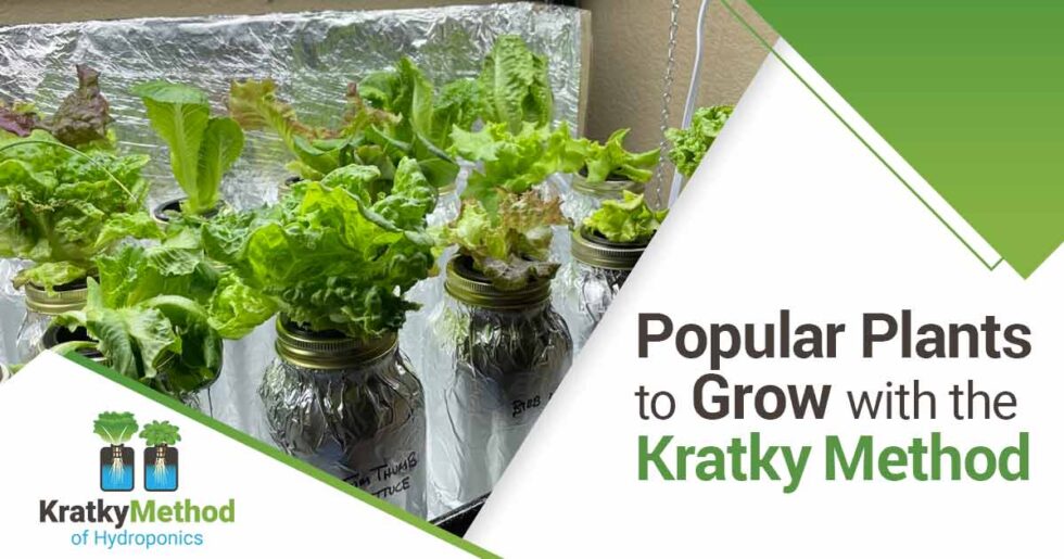 Blog Kratky Method of Hydroponics Simplified Master the Art of