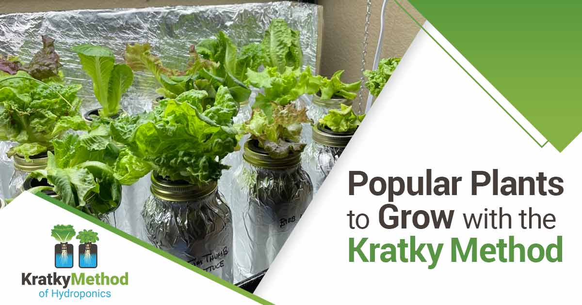 Popular Plants to grow with the kratky method-v2