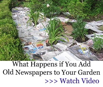 Add newspapers to gardens to see what happens.