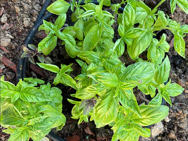 Basil grown indoors using hydroponics and Kratky mason jars. We transplanted toan outdoor garden and it took off.