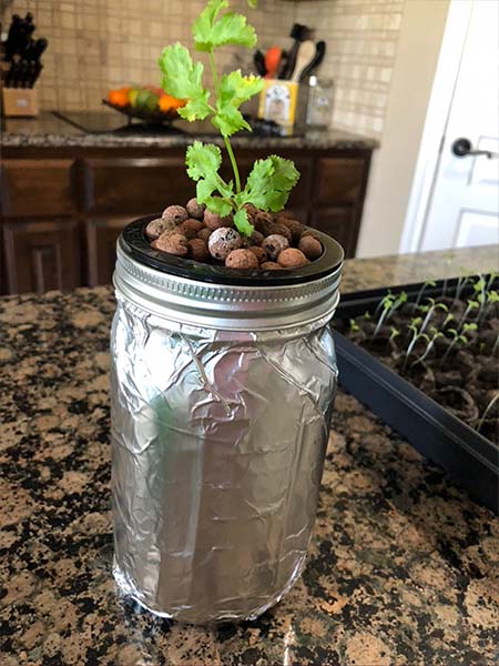 Cloned cilantro in Kratky method and mason jar