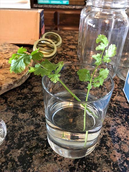 cilantro cuttings for creating cloned cilantro plants in a glass container filled with water