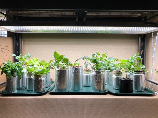 DIY Kratky hydroponic system on 2 shelfs - kratky mason jars and simple net cups with clay pebbles.