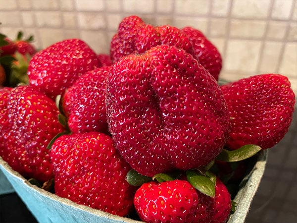 Freshly picked strawberries - Kratky hydroponic strawberry growing - soilless growing of strawberries