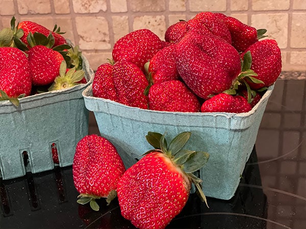 Freshly picked strawberries - same day - from a regular strawberry farm