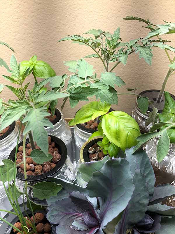 My Kratky garden under the grow lights, with basil plants in between the others, like lettuce and tomatoes.