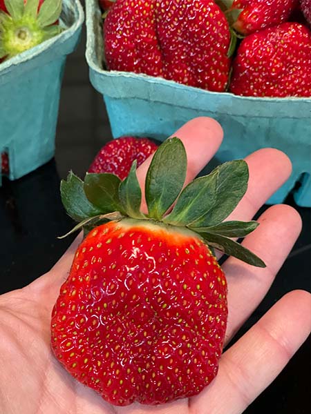 Huge strawberry picked fresh in the hydroponic kratky garden with strawberries