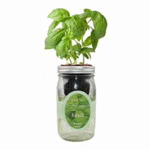 Hydroponic Basil Grow Kit in a Mason Jar Kratky Style