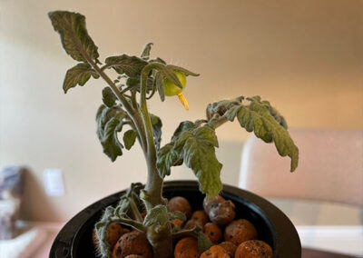 Micro Dwarf Tiny Hydroponic Tomatoes Growing in Mason Jars Kratky Style