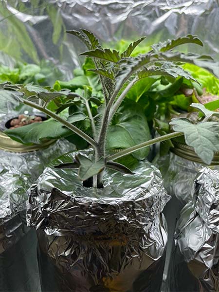 Hydroponic tomato plant growing under grow lights in a Kratky mason jar growing method hydroponically.