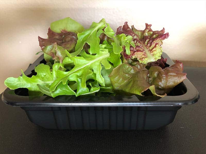 Hydroponic lettuce with lettuce varieties grown with kratky method hydroponics - in a bowl picked for dinner salad.