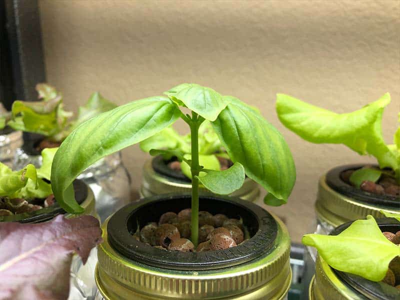 Kratky Hydroponic Basil - Grown in water, without soil and nutrients. 