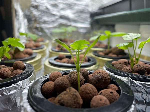 Kratky Cilantro Young Seedlings growing in mason jars in the Kratky method of hydroponics.