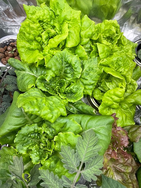 Kratky Grown Hydroponic Lettuce Ready to Harvest Grown in Kratky Mason Jars