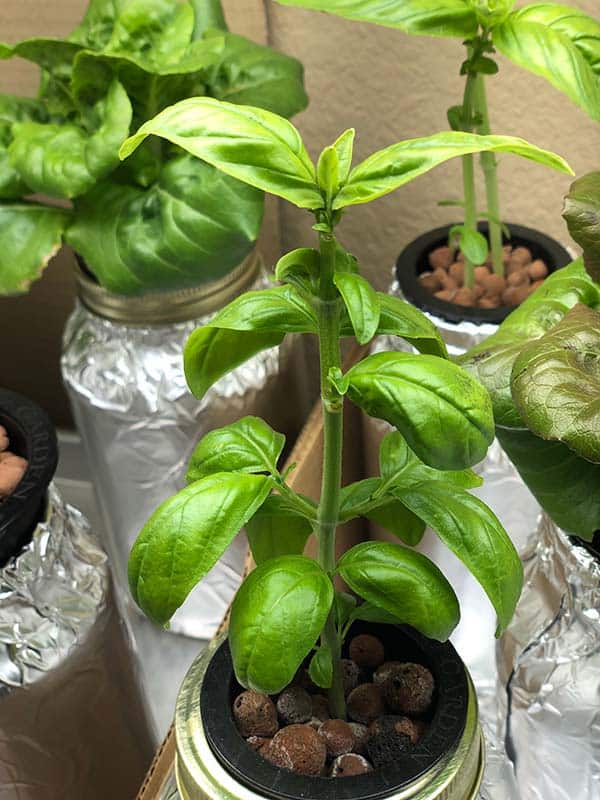 Basil grown with the Kratky Method of Hydroponics in mason jars without soil. Kratky method hydroponics gorws prolific plants.