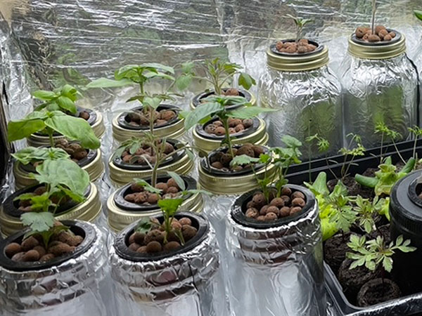 Kratky hydroponic indoor garden with basil, tomatoes, lettuce, cilantro, green onion and more. Growing in mason jars using the Kratky method of hydroponics.