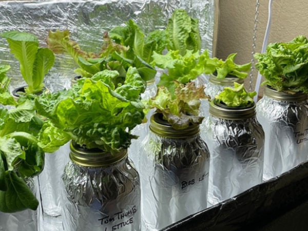 Kratky Lettuce growing in mason jars in an indoor Kratky hydroponic garden using grow lights.