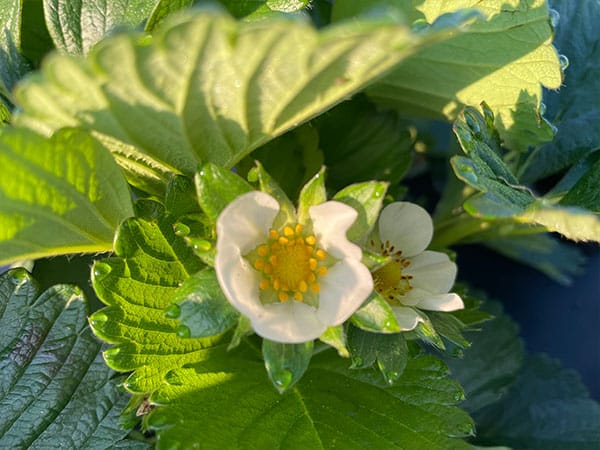 Kratky strawberry plant flowering before fruit drops in the Kratky hydroponic strawberry garden