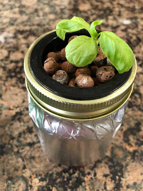 New basil plant grown from seed in growing medium in a mason jar using Kratky method.