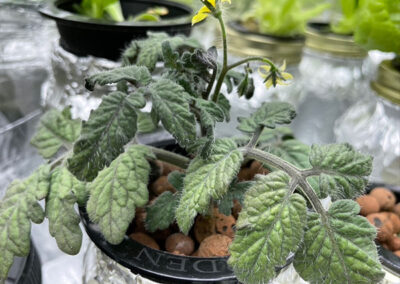 Micro Tomatoes - Dwarf Tint Tom and Robbins grow less than 6 inches tall.