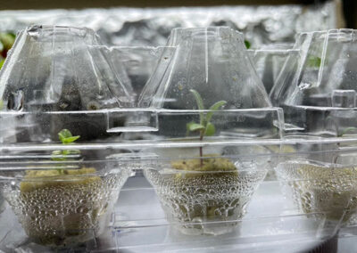Sprouting Tiny Tom Tomato Seedlings Growing in Rockwool