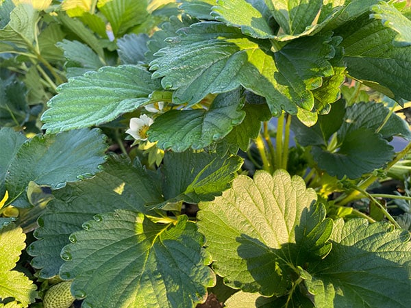 Strawberry plant outdoor Kratky hydroponic buckets