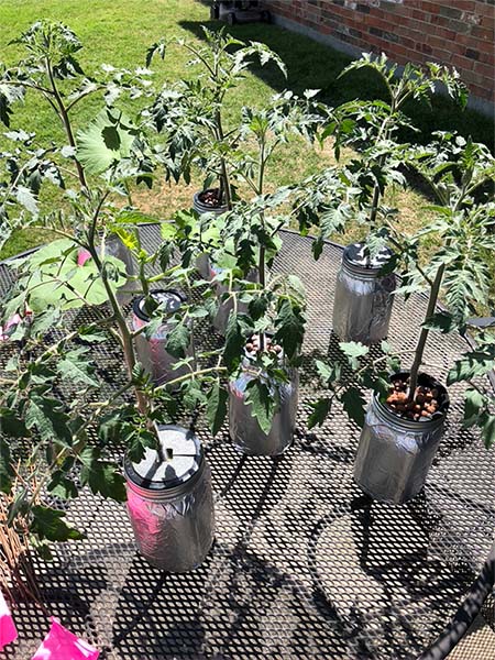 Tomatoes set outside to harden off before transplanting in soil.